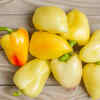 Sivria Pepper
