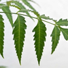 Neem