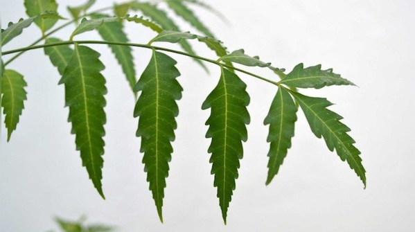 Neem