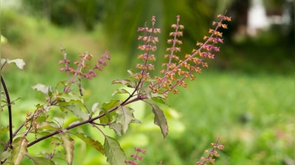 Tulsi, aka holy basil