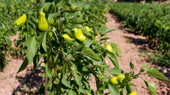 Pimiento de Fresno-Benavente