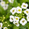 Sweet Alyssum (Lobularia maritima)