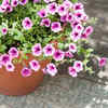 Petunia