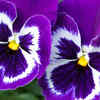 Pansy