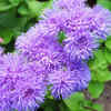 Ageratum (Ageratum houstonianum)