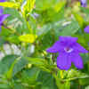 Browallia (Browallia speciosa)