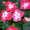 Impatiens (Impatiens walleriana)