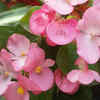 Wax Begonia