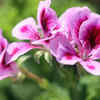 Geranium (Pelargonium)