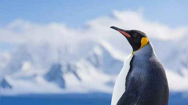 Curiosity Corner: Which continent has no native reptiles?