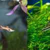 Endler's Livebearers and Pygmy Corydoras