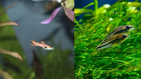 Endler's Livebearers and Pygmy Corydoras