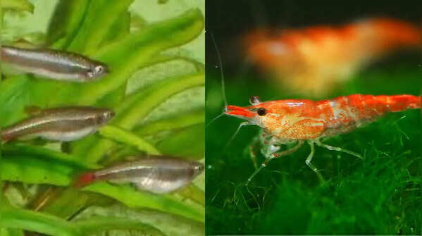 White Cloud Mountain Minnows and Shrimp