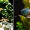 Dwarf Gourami and Harlequin Rasboras