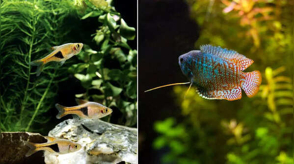 Dwarf Gourami and Harlequin Rasboras