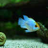 Rainbowfish and Nerite Snails