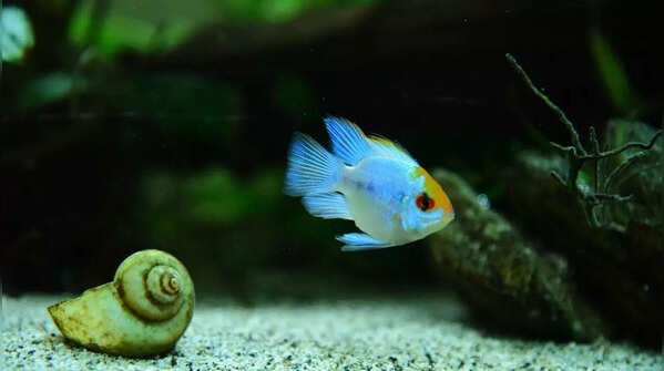 Rainbowfish and Nerite Snails