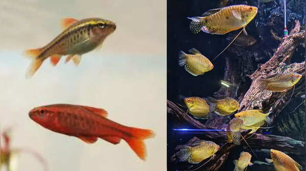 Cherry Barbs and Honey Gouramis