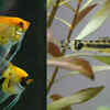 Angelfish and Otocinclus