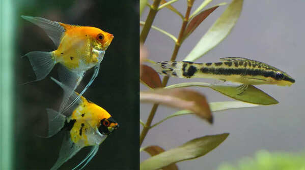 Angelfish and Otocinclus