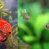Discus and Rummy-Nose Tetras