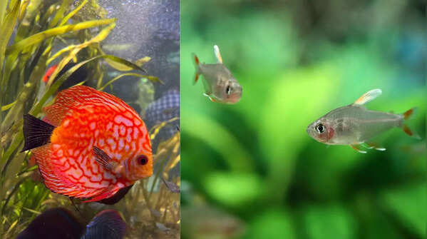 Discus and Rummy-Nose Tetras