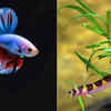 Betta and Kuhli Loaches
