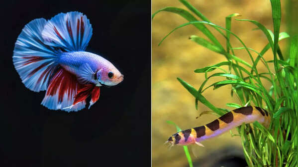 Betta and Kuhli Loaches