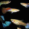 Guppies and Platies