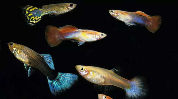 Guppies and Platies