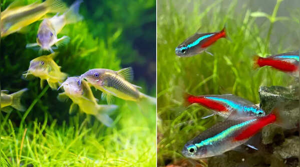 Neon Tetras and Pgymy Corydoras Catfish
