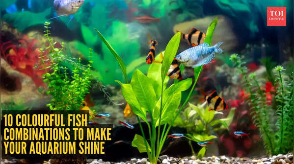 10 colourful fish combinations to make your aquarium shine