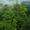 Article image for: <i class="tbold">indonesia</i>