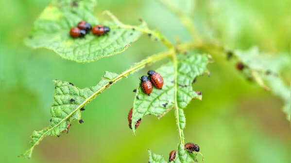 Monitor for pests and provide seasonal care