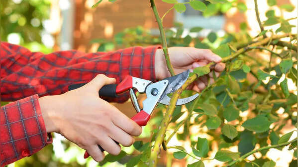 Support, fertilise and prune