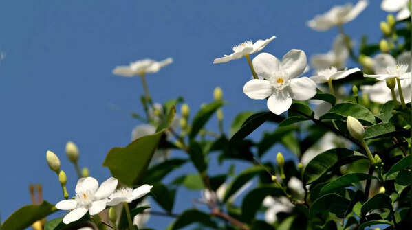 How to grow sweet-smelling jasmine plants in a balcony garden