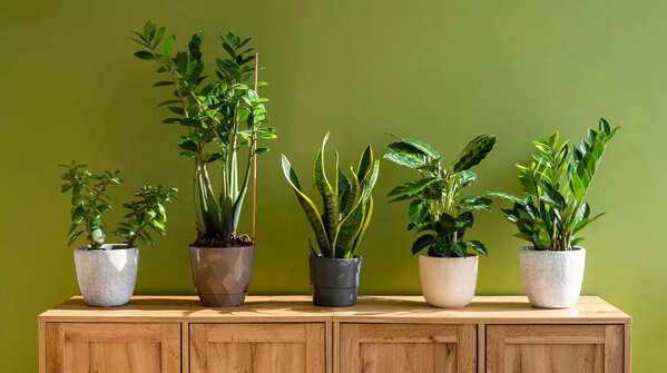 Placing Plants That Spread Positivity