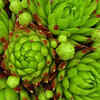 Hens and Chicks (Sempervivum)