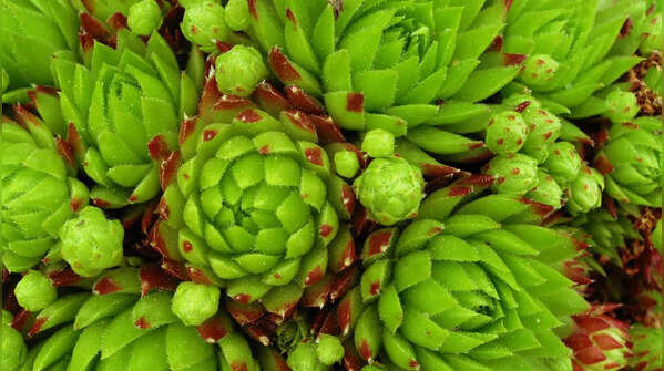 Hens and Chicks (Sempervivum)