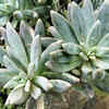 Ghost Plant (Graptopetalum paraguayense)