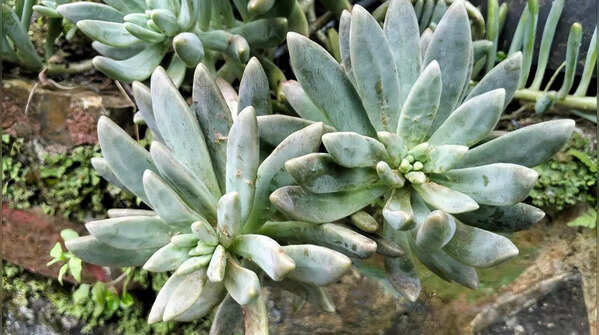 Ghost Plant (Graptopetalum paraguayense)