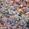 Sedum clavatum