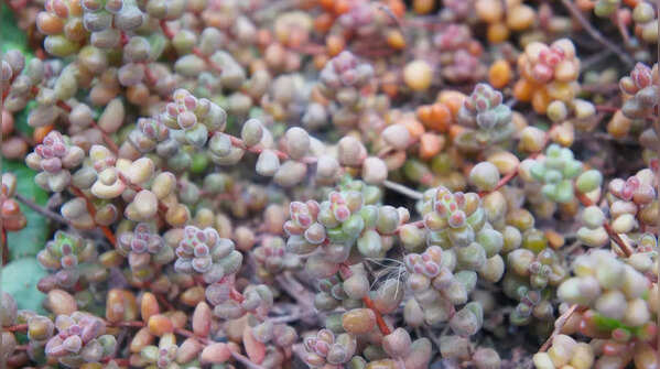 Sedum clavatum