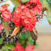 Crown of Thorns (Euphorbia milii)