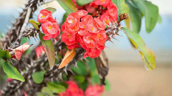 Crown of Thorns (Euphorbia milii)