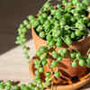 String of Pearls (Senecio rowleyanus)