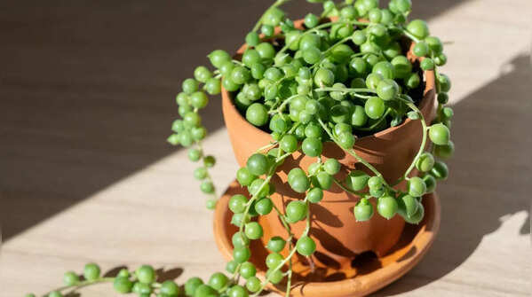 String of Pearls (Senecio rowleyanus)