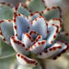 Panda Plant (Kalanchoe tomentosa)