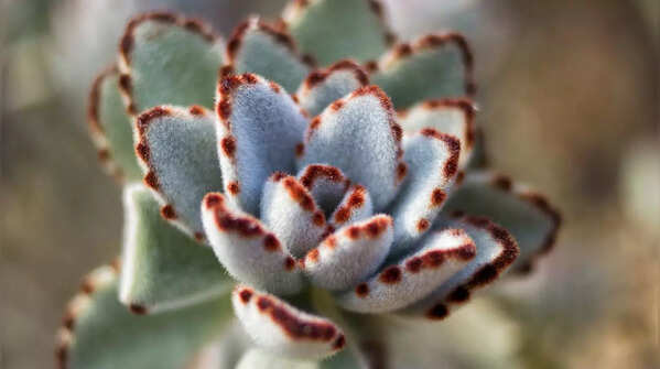 Panda Plant (Kalanchoe tomentosa)