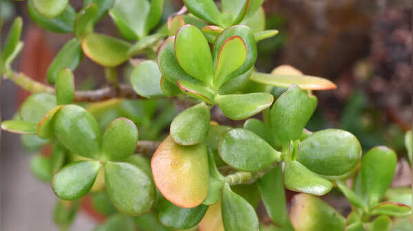 Jade Plant (Crassula ovata)